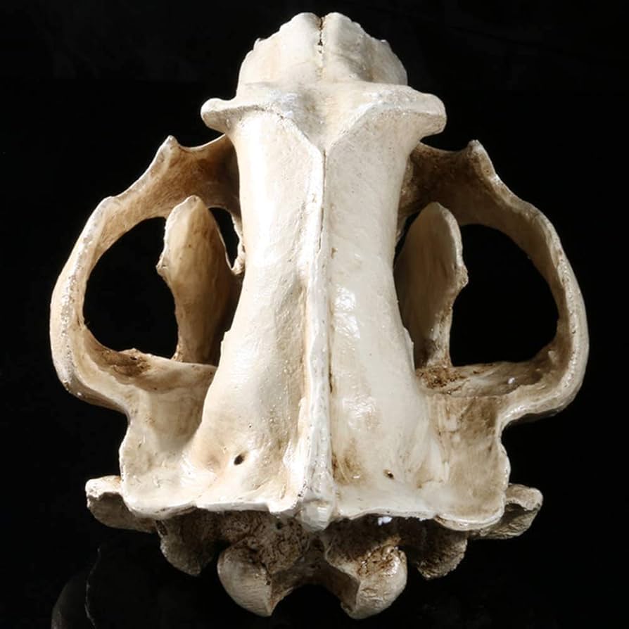 61j+PKds73L._AC_UF894, 61j+PKds73L._AC_UF894,